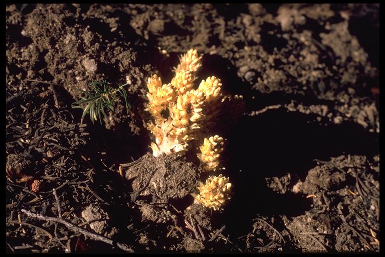 Pleuricospora fimbriolata