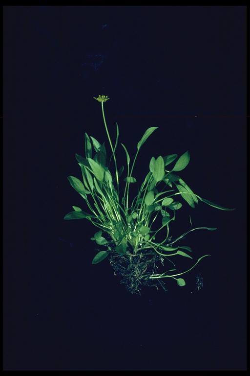 Ranunculus flammula Ranunculus flammula