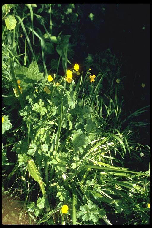 Ranunculus repens Ranunculus repens