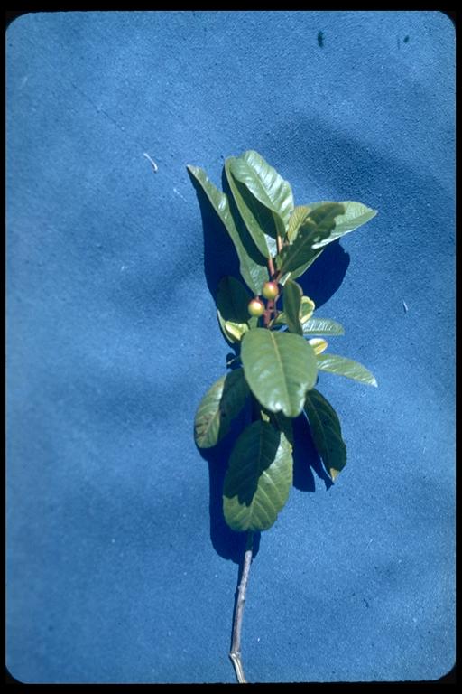 Frangula californica ssp. californica Frangula californica ssp. californica