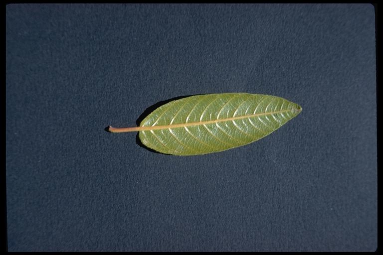 Frangula californica Frangula californica