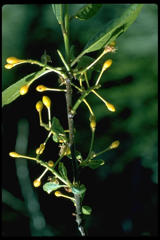 Frangula rubra ssp. rubra