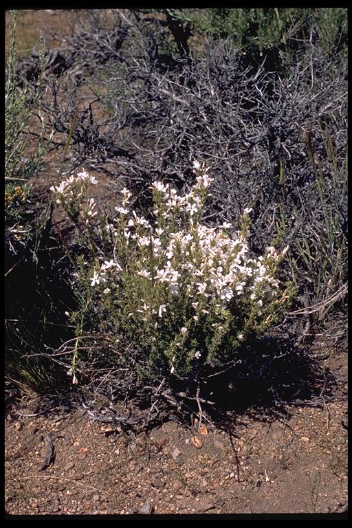Phlox hoodii ssp. canescens