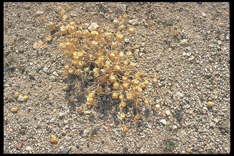 Physalis crassifolia