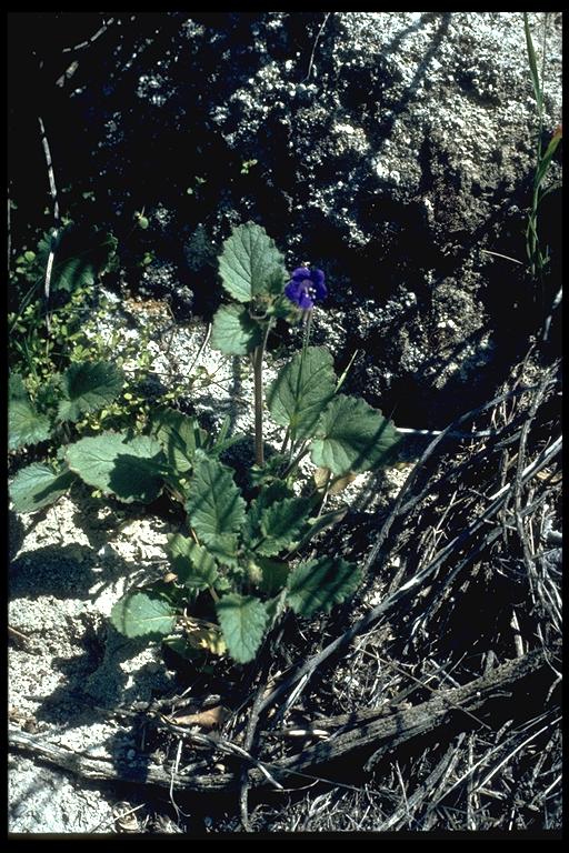 Phacelia minor Phacelia minor
