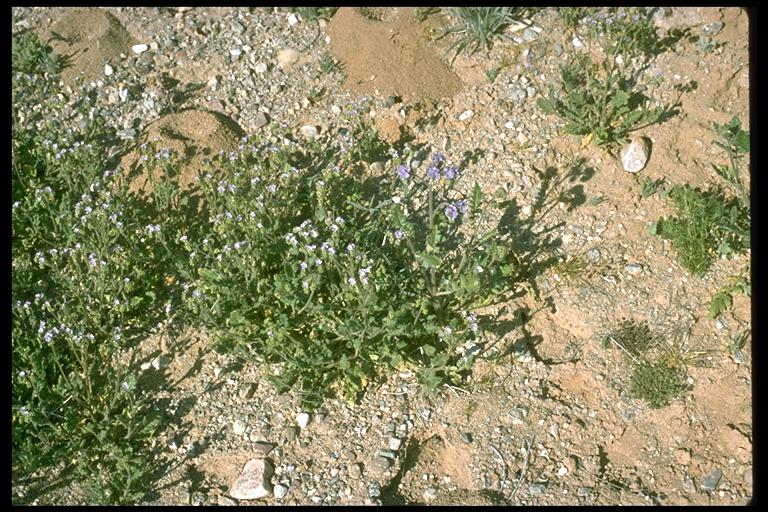 Phacelia crenulata var. minutiflora