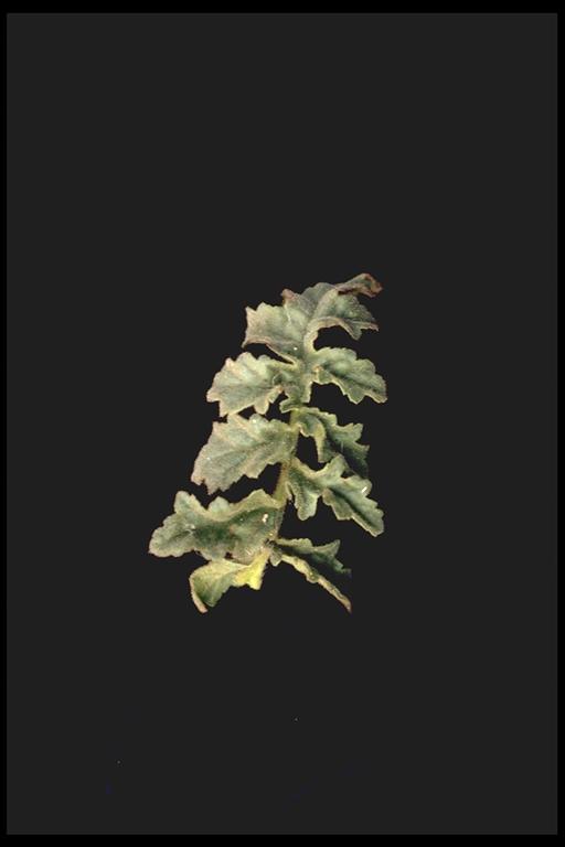 Phacelia pedicellata