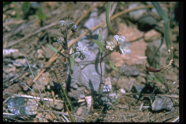 Phacelia pringlei