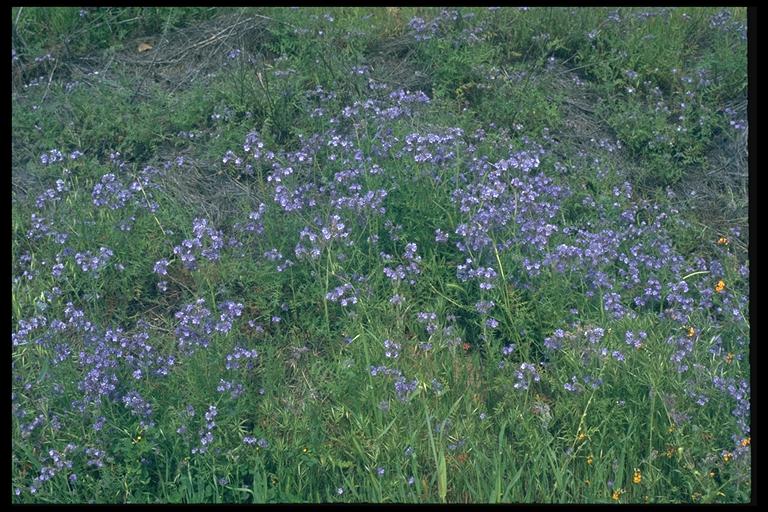 Phacelia tanacetifolia Phacelia tanacetifolia