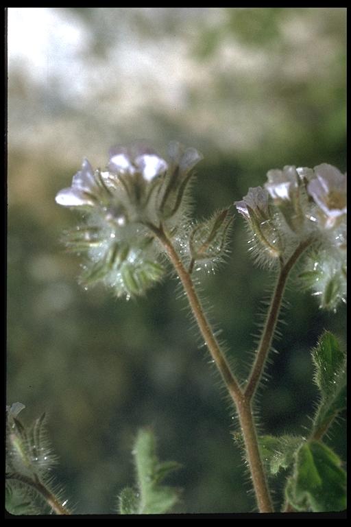 Phacelia vallis-mortae