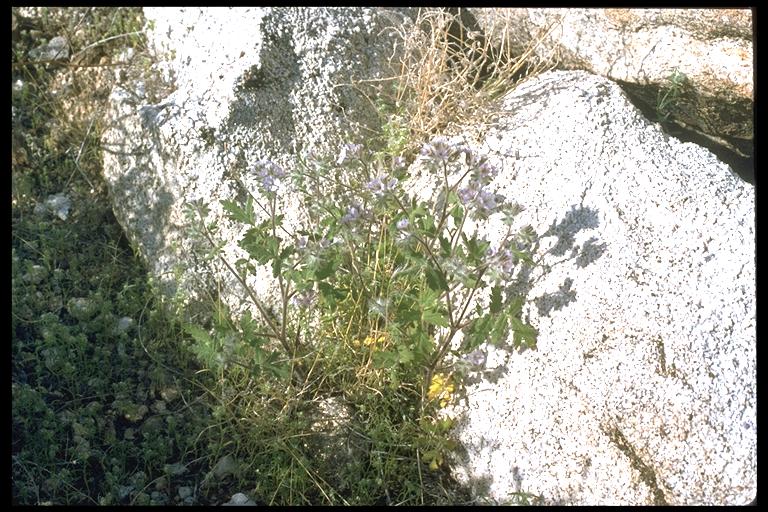 Phacelia vallis-mortae