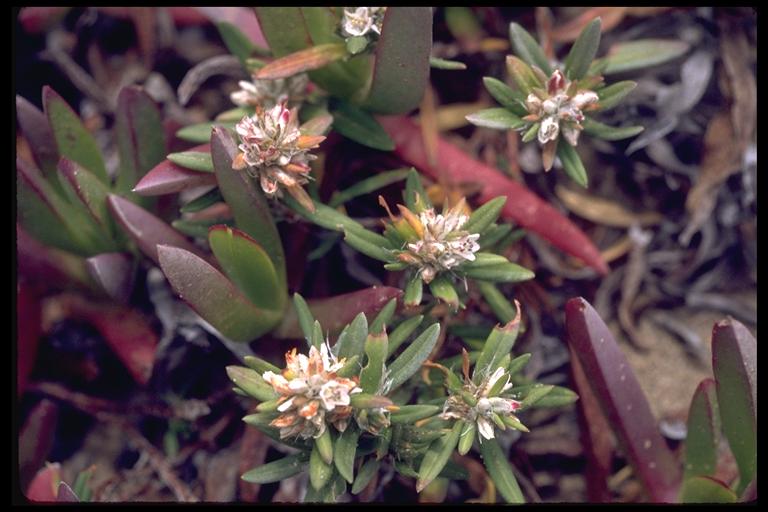 Polygonum paronychia