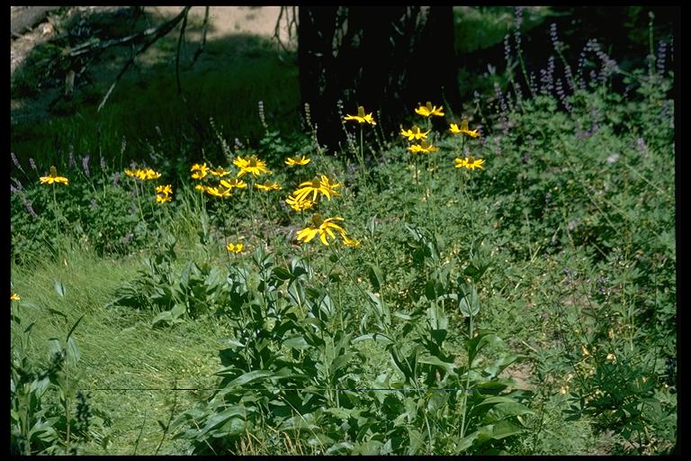 Rudbeckia californica Rudbeckia californica