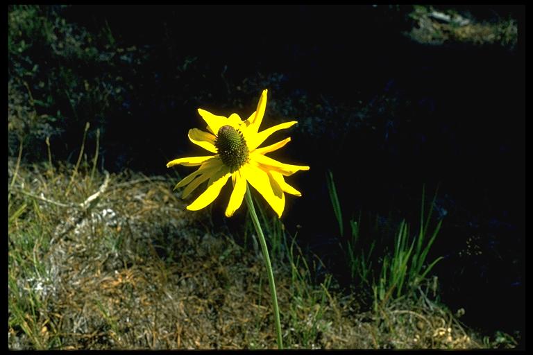 Rudbeckia californica Rudbeckia californica