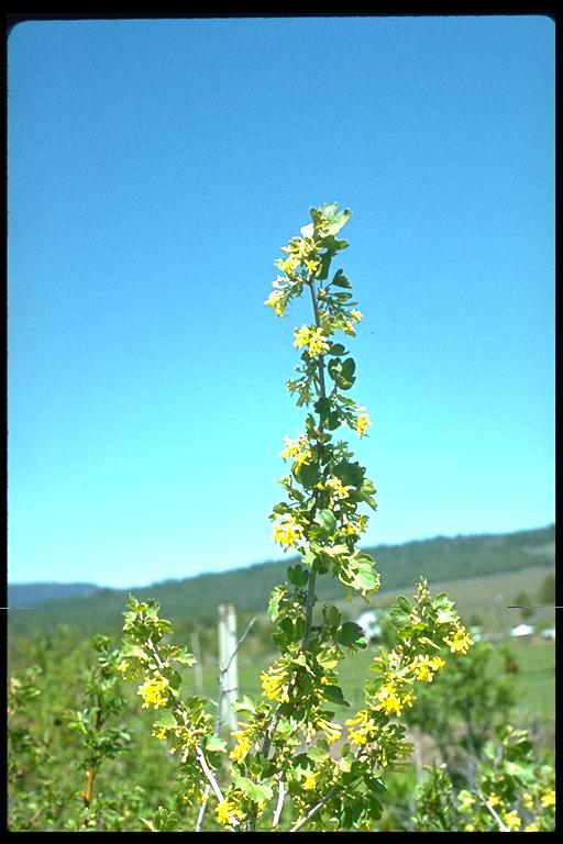 Ribes aureum Ribes aureum