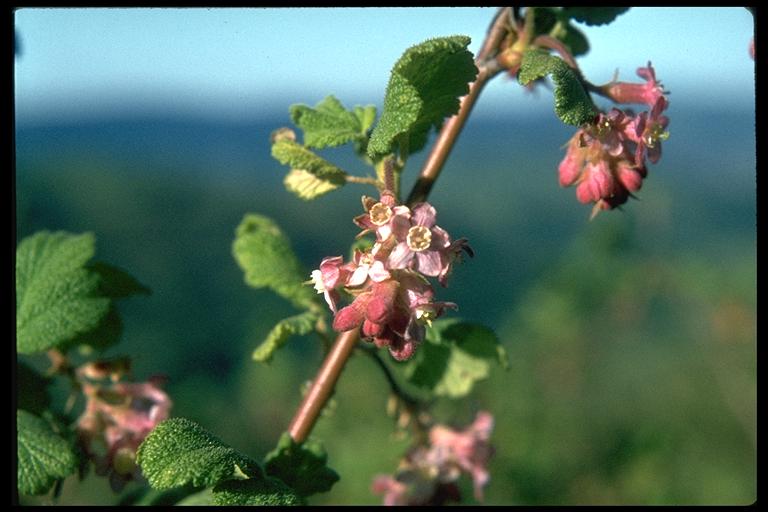 Ribes cereum