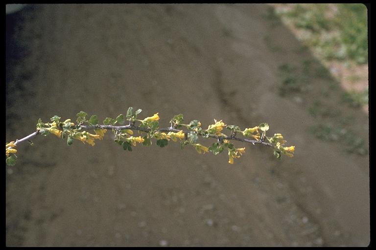 Ribes lasianthum Ribes lasianthum