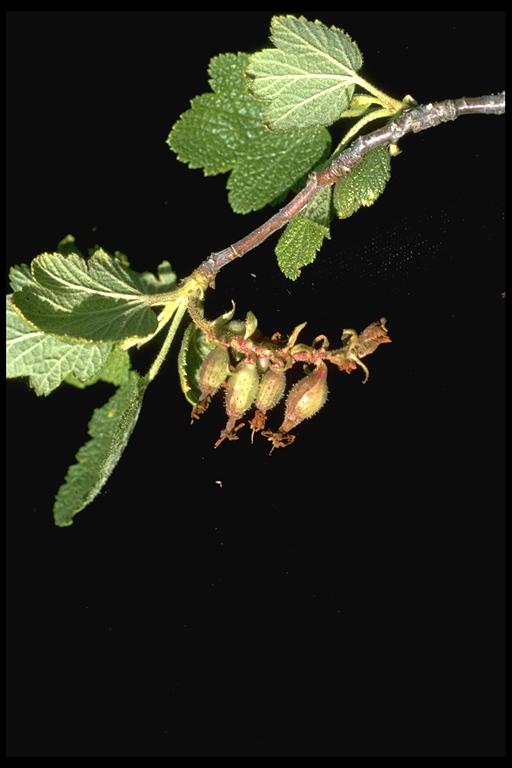 Ribes malvaceum