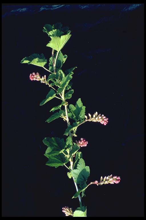 Ribes nevadense Ribes nevadense