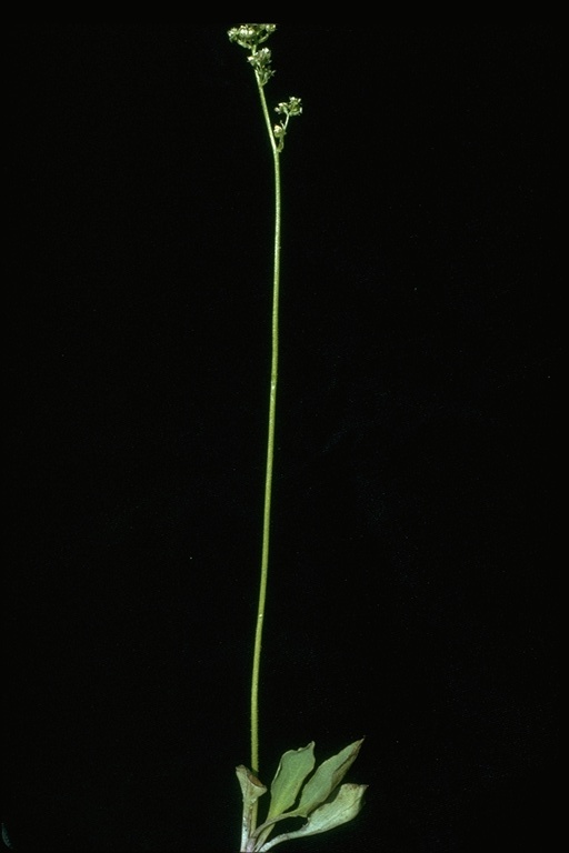 Micranthes integrifolia
