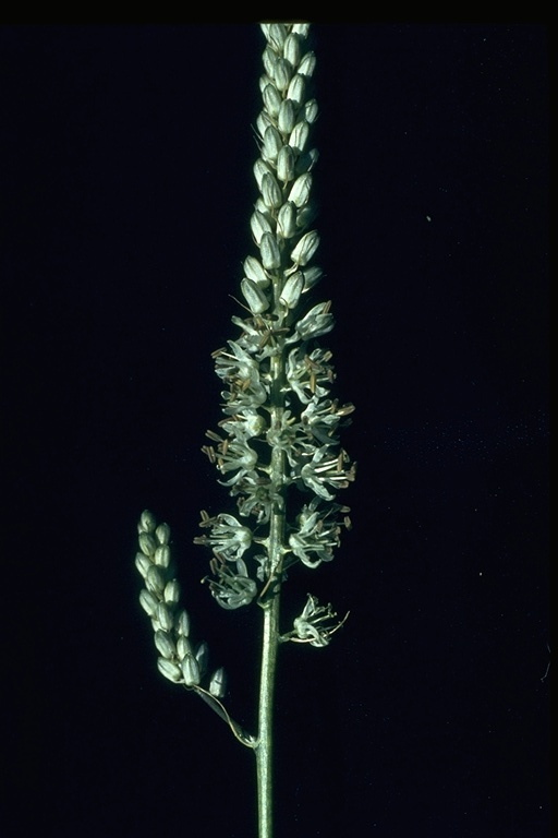 Hastingsia alba Hastingsia alba