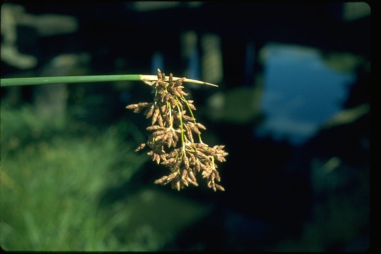 Schoenoplectus californicus Schoenoplectus californicus