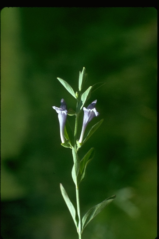 Scutellaria siphocampyloides
