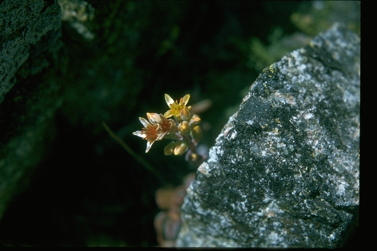 Sedum obtusatum ssp. boreale