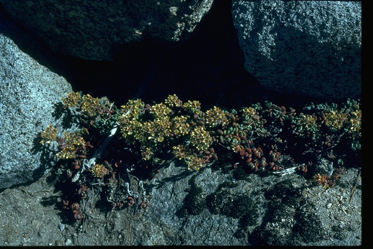 Sedum obtusatum