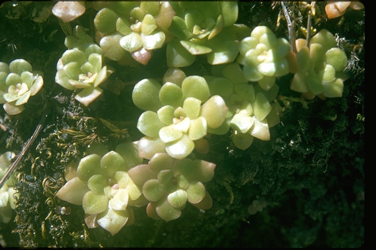 Sedum spathulifolium