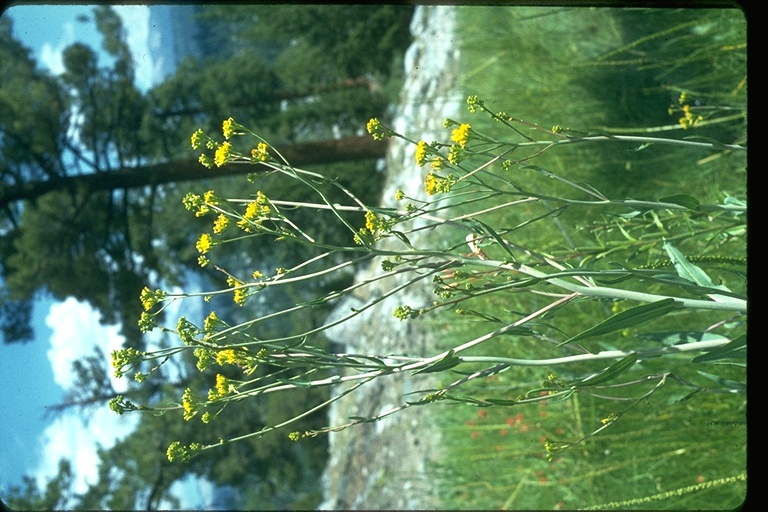 Senecio hydrophilus