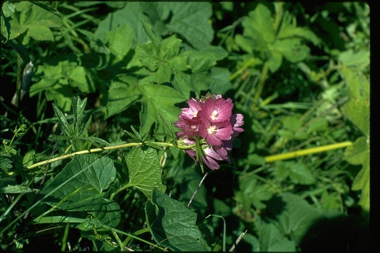 Sidalcea oregana Sidalcea oregana