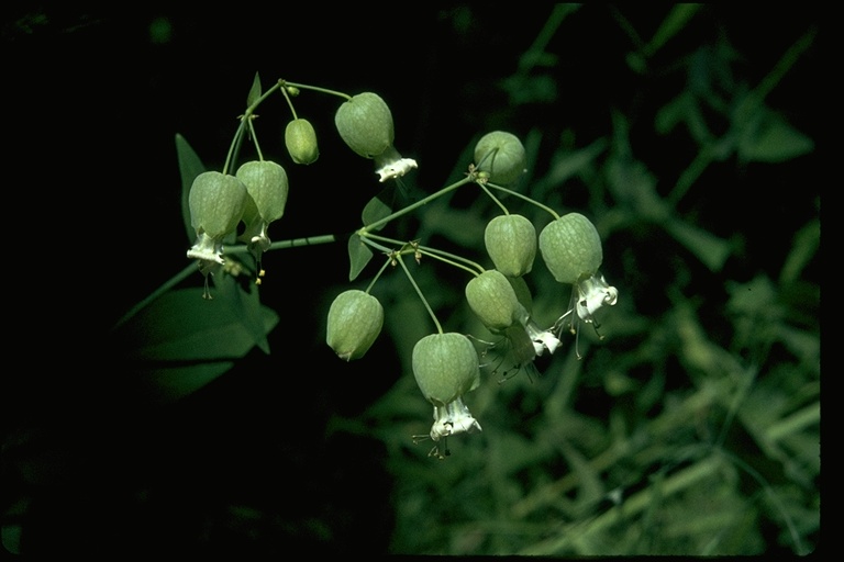 Silene vulgaris