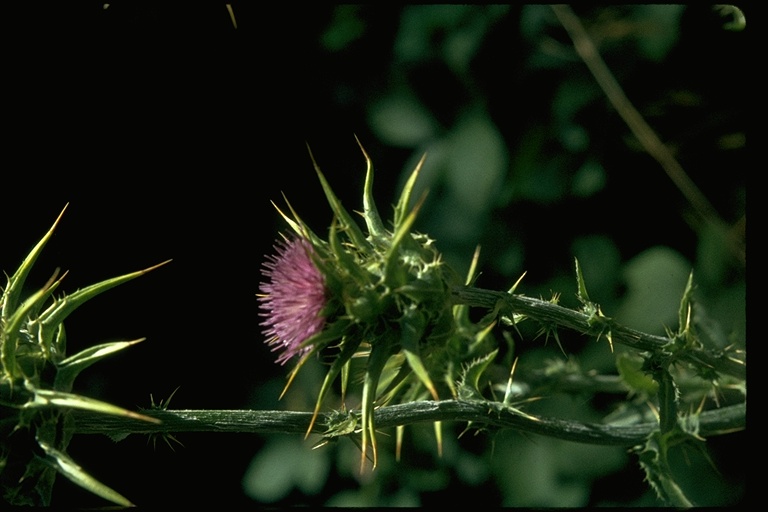 Silybum marianum Silybum marianum
