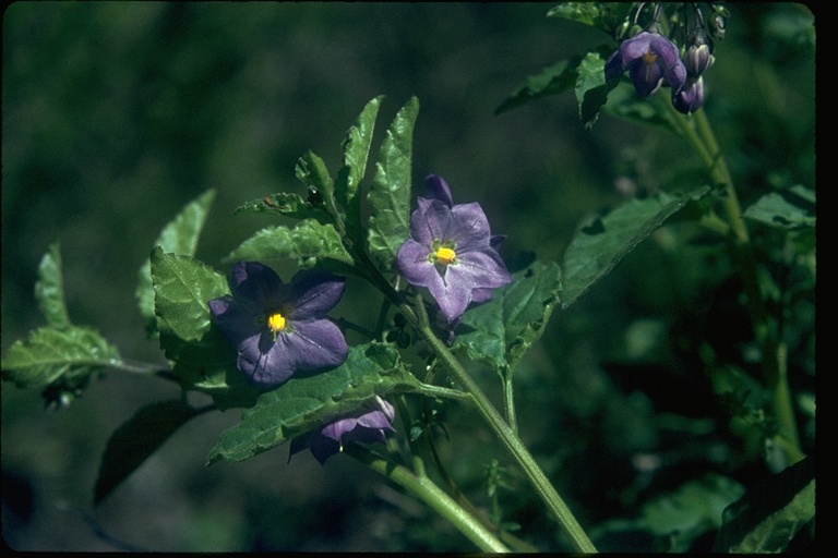 Solanum umbelliferum Solanum umbelliferum