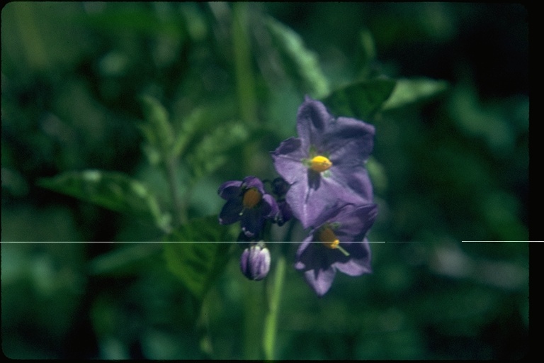Solanum umbelliferum Solanum umbelliferum