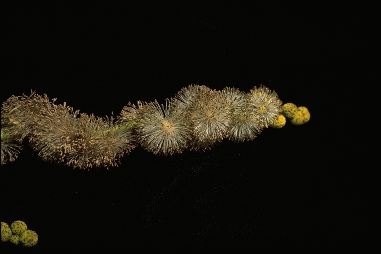 Sparganium eurycarpum var. eurycarpum Sparganium eurycarpum var. eurycarpum