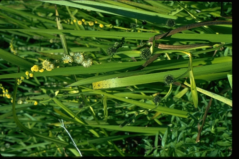 Sparganium eurycarpum var. eurycarpum Sparganium eurycarpum var. eurycarpum