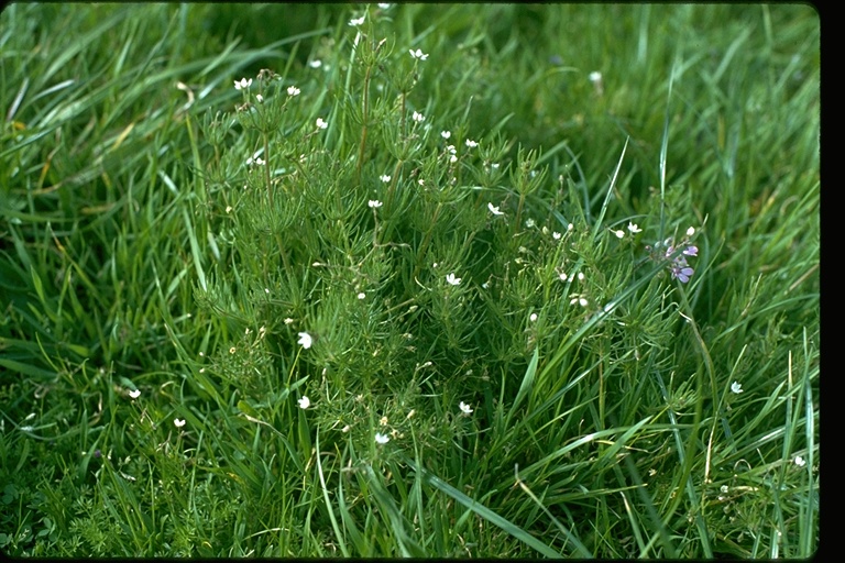 Spergula arvensis Spergula arvensis