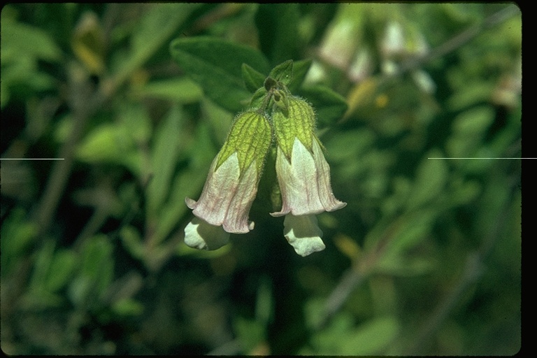 Lepechinia calycina