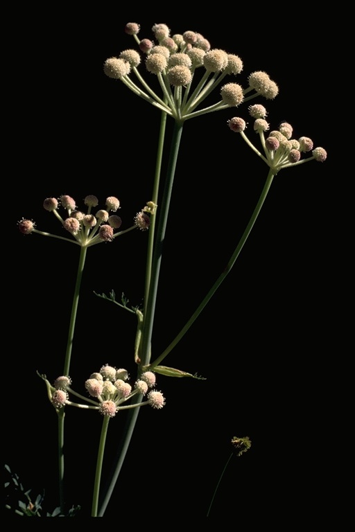 Sphenosciadium capitellatum