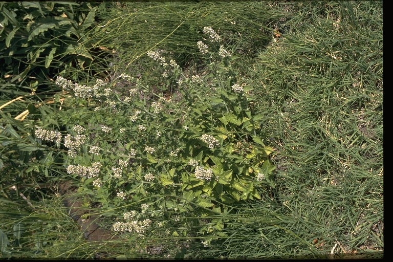 Stachys arvensis Stachys arvensis