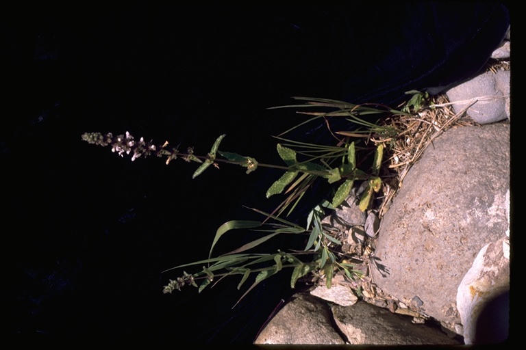 Stachys rigida Stachys rigida