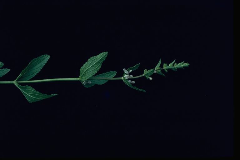 Stachys rigida