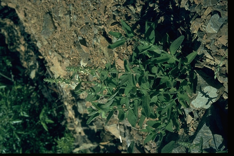 Stachys rigida Stachys rigida