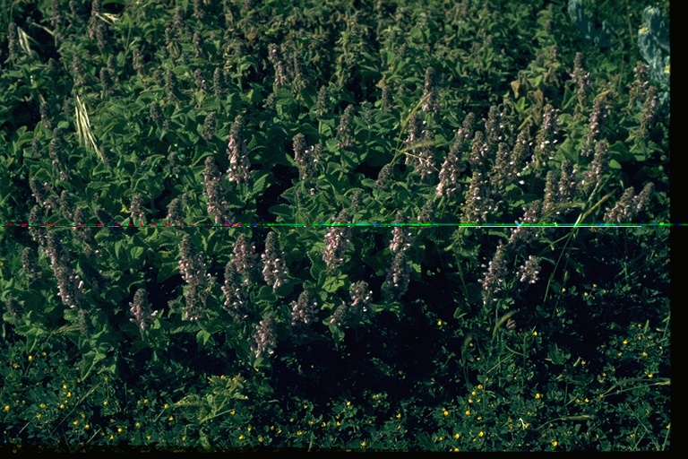 Stachys rigida Stachys rigida