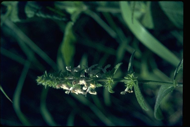 Stachys rigida Stachys rigida