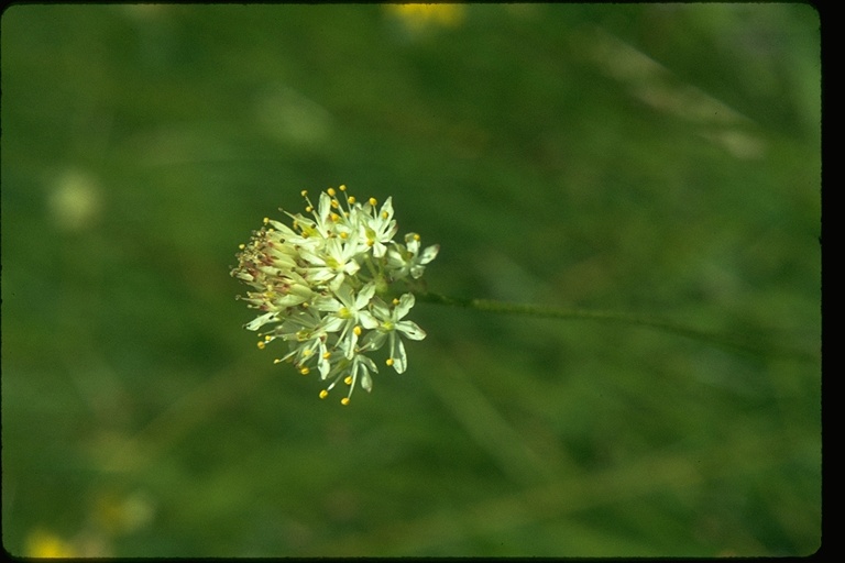 Tofieldia glutinosa ssp. occidentalis