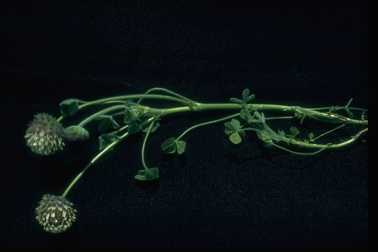 Trifolium grayi var.