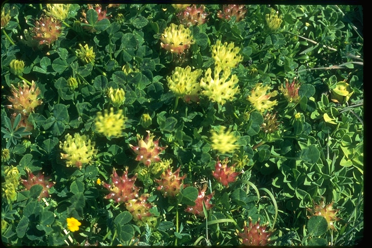 Trifolium fucatum Trifolium fucatum
